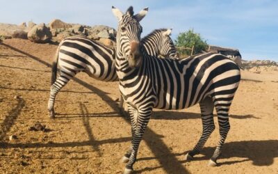 Children’s Nature Retreat Hosts Winter Fair, Saturday, Dec. 5
