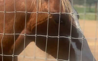 Children’s Nature Retreat Welcomes 18 New Animals