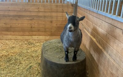 Children’s Nature Retreat Pleads with Community for Donations to Help Care for their 198 Animals