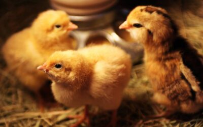 Hawthorne Country Store Celebrates Chicktopia, March 11