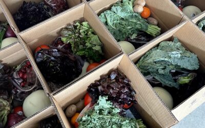 +BOX Program Launches Pilot Program for App  that Expands Access to Healthy Food
