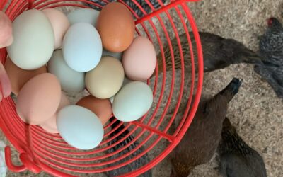 Hawthorne Country Store Celebrates Chicktopia, March 9