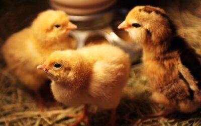 Hawthorne Country Store Celebrates Chicktopia