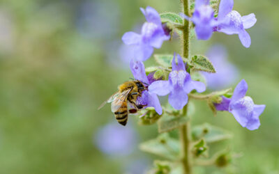 Nature Collective July Events